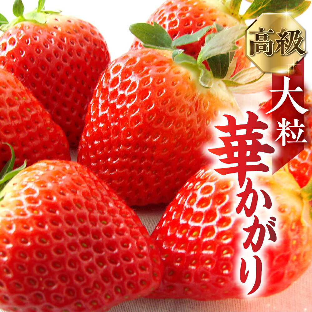 【先行予約】岐阜いちご「華かがり」 12個 1月上旬〜3月下旬に配送｜苺 イチゴ 果物 高級 フルーツ デザート くだもの いちご 大粒 果物 贈答 ギフト 化粧箱 産地直送 高級 全農ぎふ [0815] [mt029] 11000円