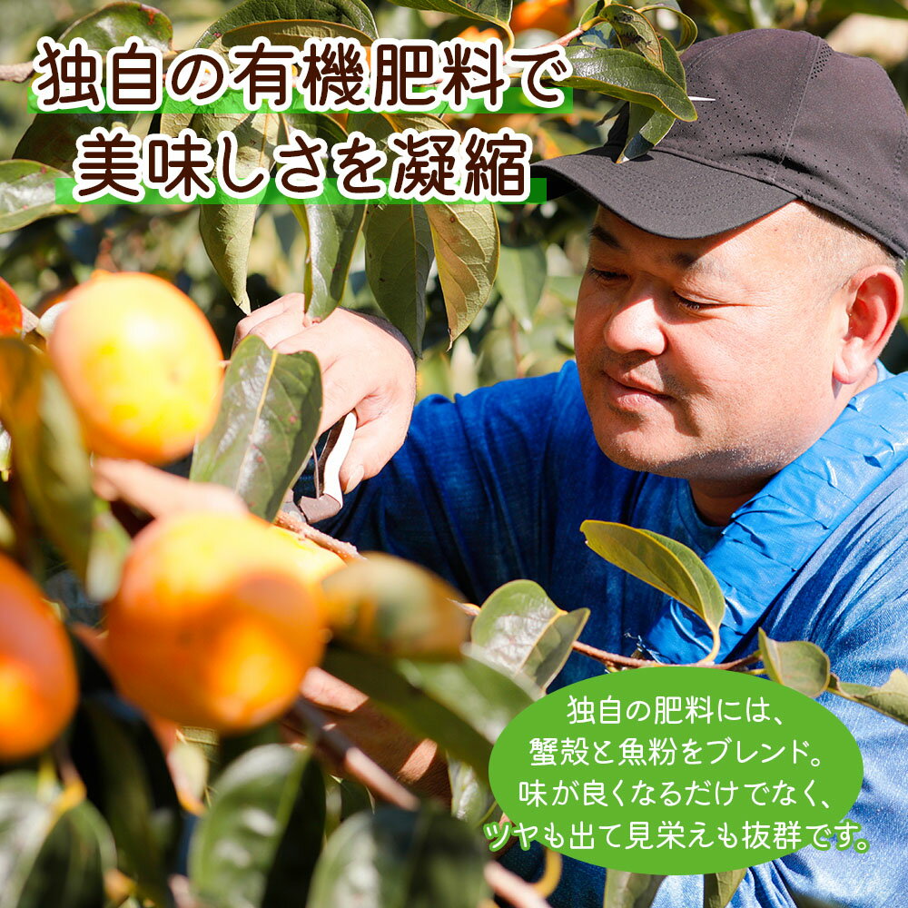 【ふるさと納税】【先行予約】《柿の王様》令和7年産 富有柿 Lサイズ (14個入) [0151]｜令和7年産 福井農園 柿 かき 富有柿 フルーツ カキ 果物 化粧箱 入り くだもの 産地直送 岐阜県 本巣市 特産 10000円 一万円 サムネイル3