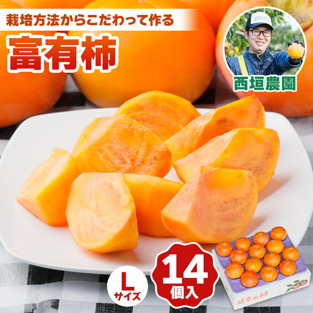 [先行予約] 令和8年産 《柿の王様》西垣農園の富有柿 Lサイズ (14個入)11月中旬から12月上旬にかけて発送予定 [mt019] [0592]｜かき 富有柿 フルーツ カキ 果物 くだもの 産地直送 岐阜県 本巣市 お取り寄せ 13000円