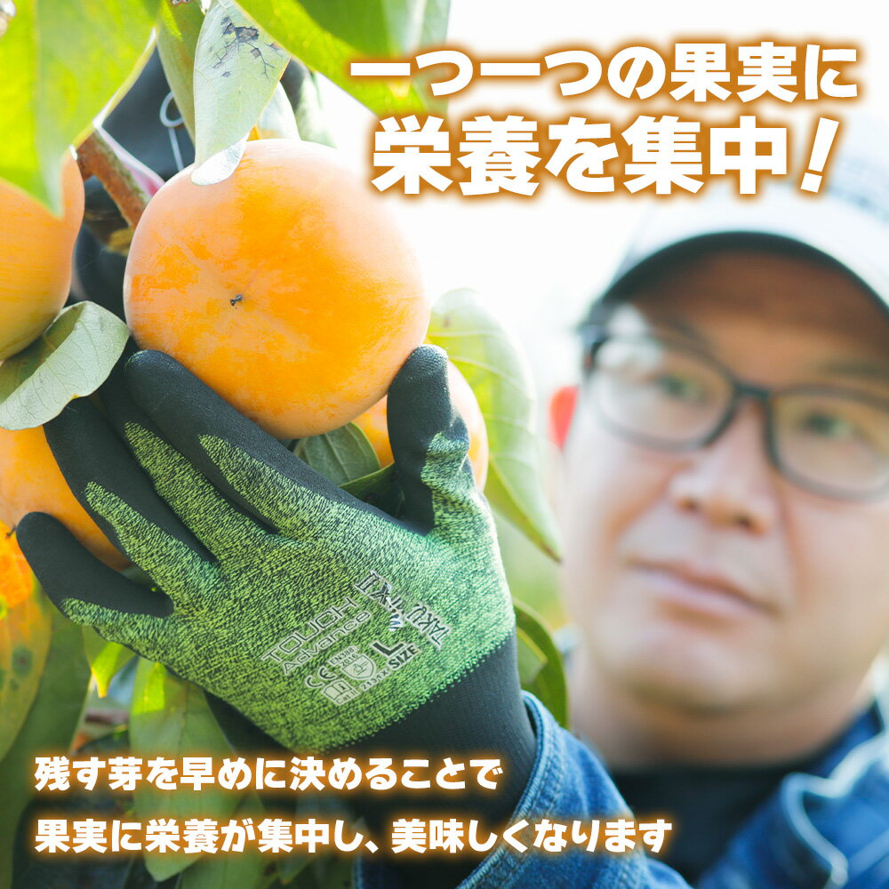 【ふるさと納税】[先行予約] 令和7年産 《柿の王様》西垣農園の富有柿 2Lサイズ (12個入) 11月中旬から12月上旬にかけて発送予定[mt018] [0593]｜かき 富有柿 フルーツ カキ 果物 くだもの 産地直送 岐阜県 本巣市 お取り寄せ 16000円 サムネイル3
