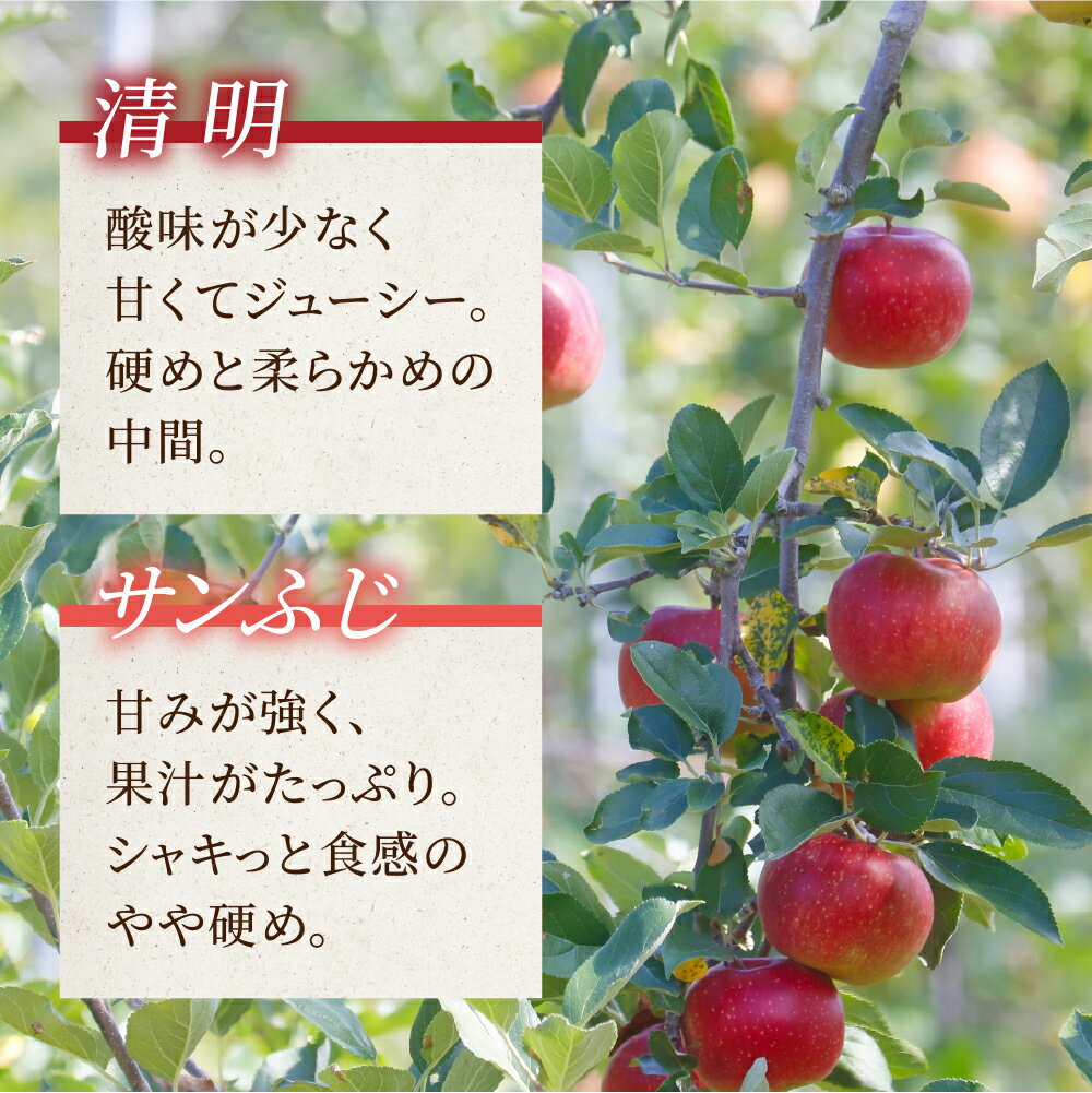 【ふるさと納税】りんご 郡上高鷲のりんご 令和7年産 季節限定 11月27日まで 清明 サンフジ 品種お任せ（品種指定不可）/ 食品 フルーツ 果物 リンゴ 林檎 10000円 サムネイル3
