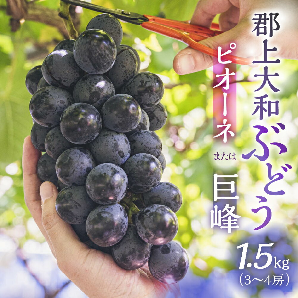 ぶどう 郡上大和のぶどう 約1.5kg 令和7年産 先行予約 令和8年産【9月上旬～10月下旬発送】ブドウ ぶどう ピオーネ 巨峰 品種お任せ/ 食品 フルーツ 果物 くだもの ぶどう 葡萄 ブドウ