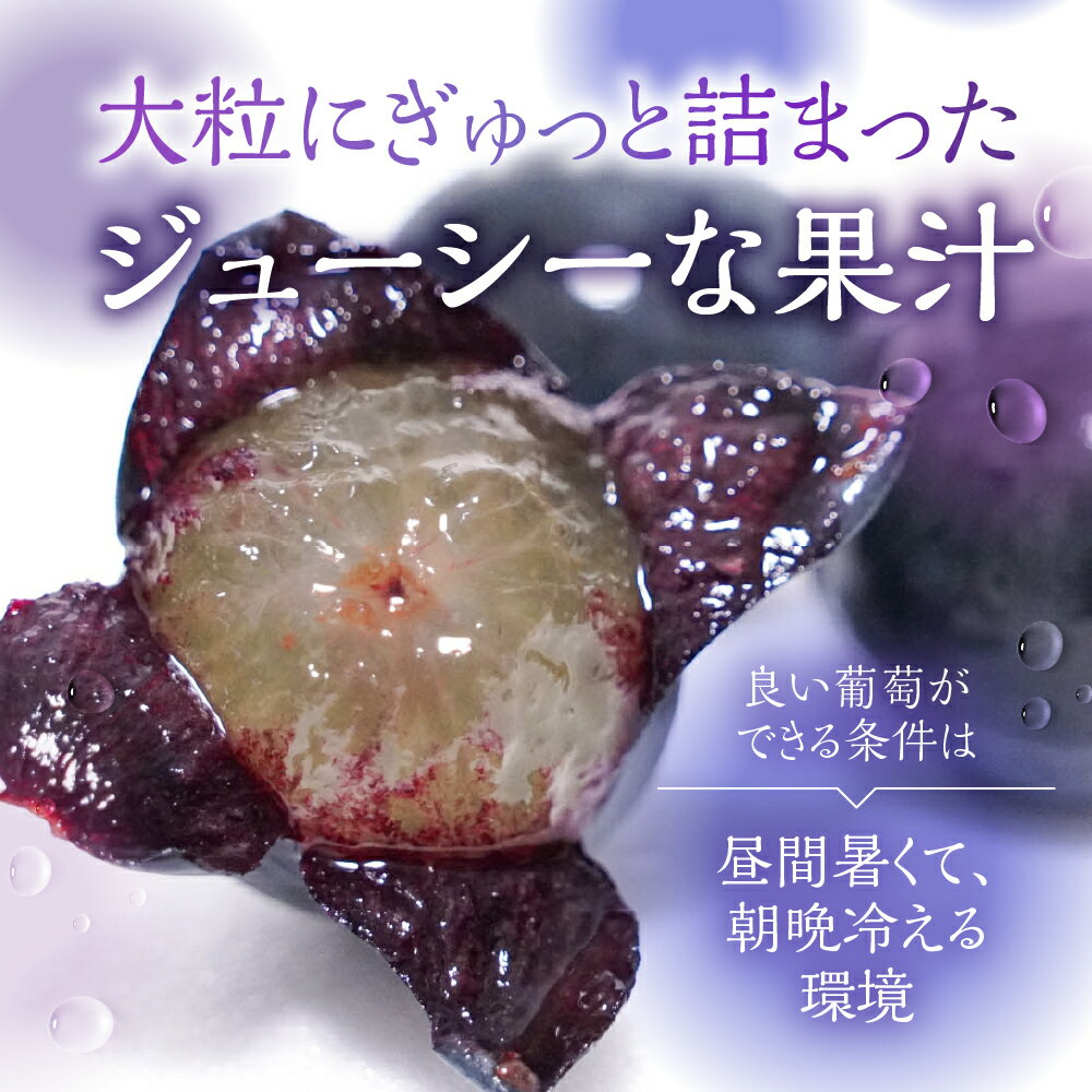 【ふるさと納税】ぶどう 郡上大和のぶどう 約1.5kg 令和7年産 先行予約 令和8年産【9月上旬～10月下旬発送】ブドウ ぶどう ピオーネ 巨峰 品種お任せ/ 食品 フルーツ 果物 くだもの ぶどう 葡萄 ブドウ サムネイル2
