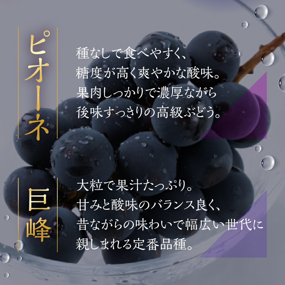 【ふるさと納税】ぶどう 郡上大和のぶどう 約1.5kg 令和7年産 先行予約 令和8年産【9月上旬～10月下旬発送】ブドウ ぶどう ピオーネ 巨峰 品種お任せ/ 食品 フルーツ 果物 くだもの ぶどう 葡萄 ブドウ サムネイル3