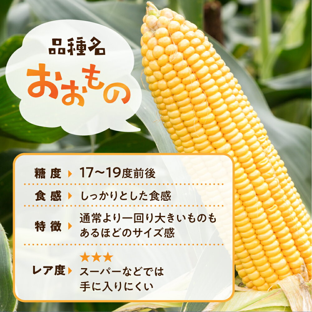 【ふるさと納税】先行予約【2026年7月中旬～10月20日発送】郡上市産 朝どれとうもろこし 10本入 とうもろこし トウモロコシ 大粒 甘い おいしい おおもの コーン 野菜 やさい 旬 夏 BBQ 焼肉 10000円 1万円 - 画像2