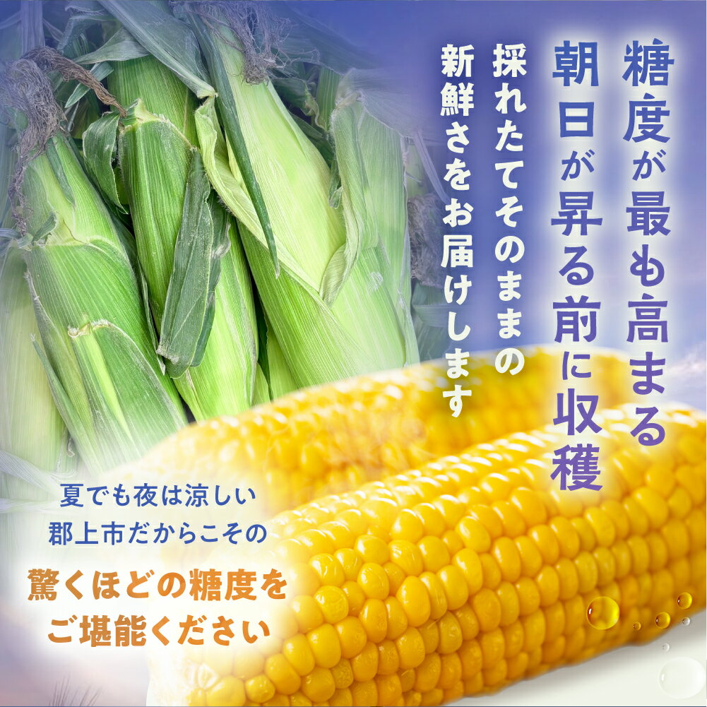 【ふるさと納税】先行予約【2026年7月中旬～10月20日発送】郡上市産 朝どれとうもろこし 10本入 とうもろこし トウモロコシ 大粒 甘い おいしい おおもの コーン 野菜 やさい 旬 夏 BBQ 焼肉 10000円 1万円 - 画像3