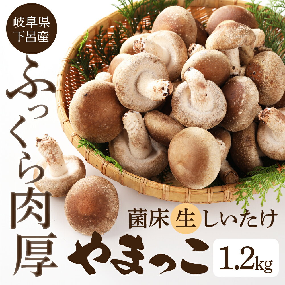 【期間限定】（2025年11月から順次発送） 菌床 生椎茸 詰め合わせ 1.2kg 生しいたけ 国産 産地直送 生シイタケ シイタケ 椎茸 しいたけ 10000円 岐阜県 下呂市 BBQ 肉厚 ブランド きのこ キノコ 茸 煮物 大容量 肉厚