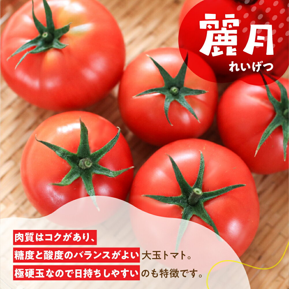 【ふるさと納税】先行予約 ≪期間限定≫（2026年7月中旬頃から順次発送）産地直送！飛騨トマト 麗月大玉20玉（4kg） 下呂市 とまと トマト 新鮮 野菜 レイゲツ れいげつ - 画像3