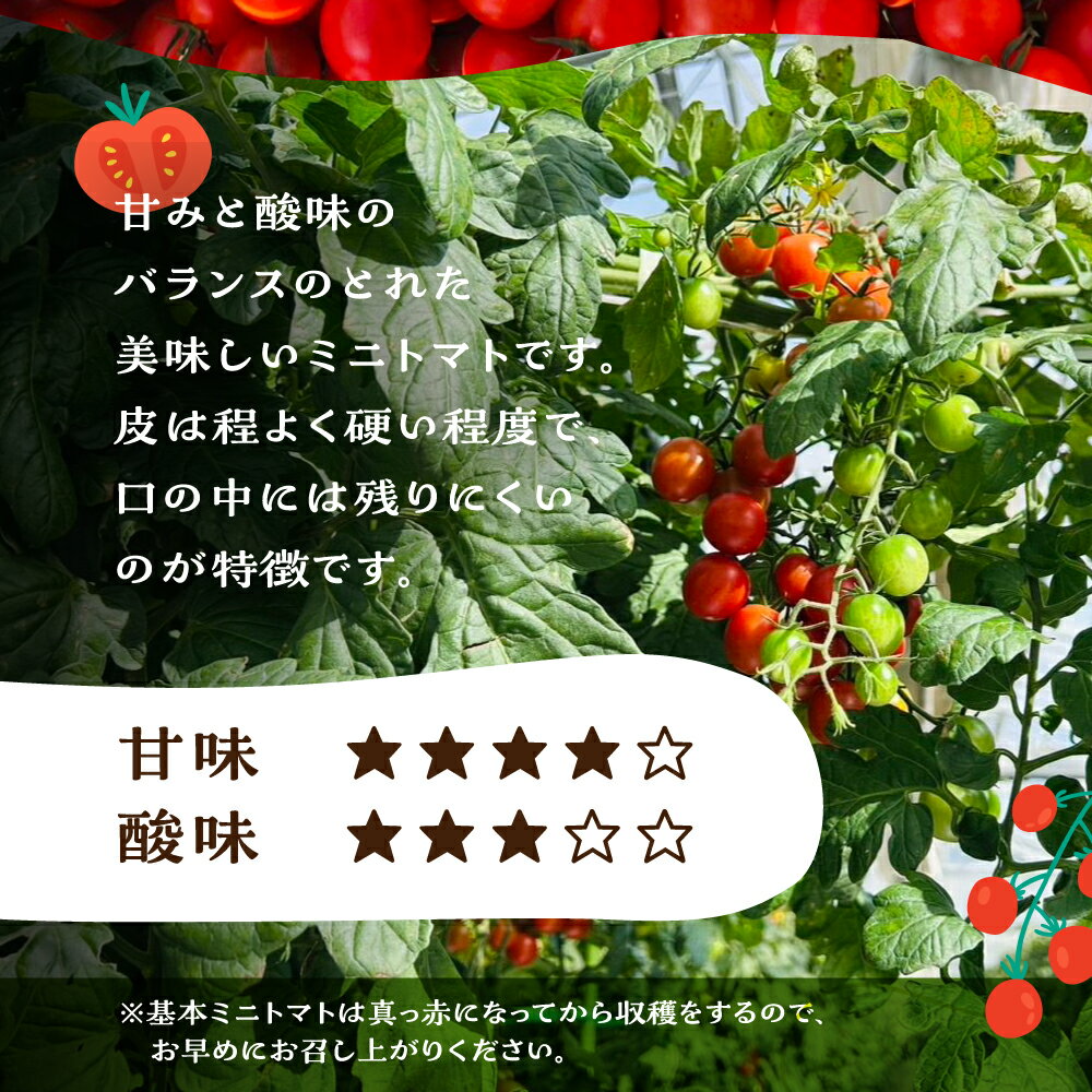 【ふるさと納税】先行予約（2026年8月上旬頃から順次発送）ミニトマト（キャロルポポ） 1kg ミニトマト 夏季限定 期間限定 限定 1キロ 飛騨 下呂 とまと トマト 新鮮 国産 野菜 - 画像3