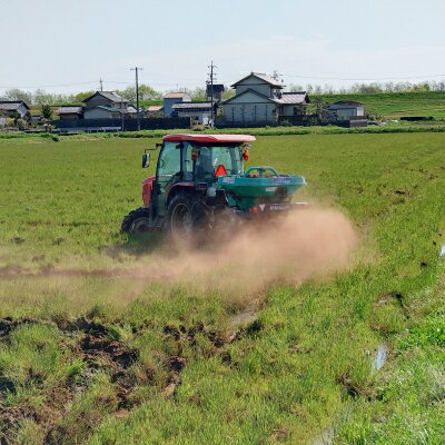 【ふるさと納税】令和7年岐阜県養老産ケリ米ハツシモ　白米5kg【1512097】 - 画像2