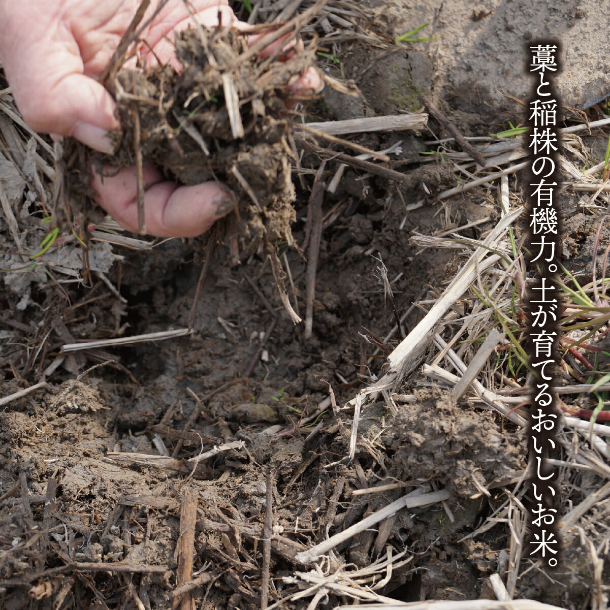 【ふるさと納税】【令和7年産】 岐阜県産 羽二重もち 5kg | 垂井町産 もちごめ もち米 餅米 精米 高品質 安心 安全 リピーター多数 贈答用 贈り物 ギフト プレゼント 人気 - 画像2