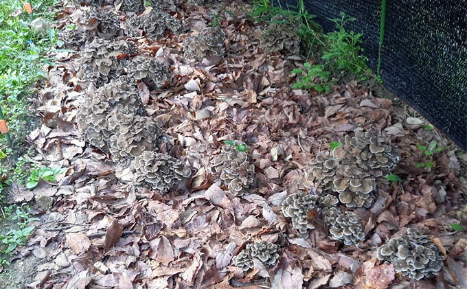 【ふるさと納税】あすかの恵　原木乾燥まいたけ　50g×2袋 加工食品 舞茸 　お届け：2025年12月1日～2026年9月30日 - 画像3