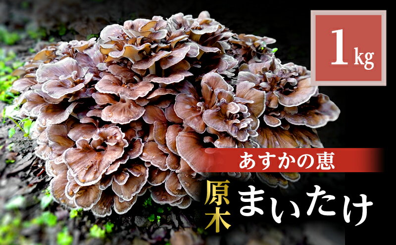 【ふるさと納税】舞茸 岐阜 原木まいたけ1kg 【揖斐川町】 　お届け：2026年10月10日～2026年10月25日まで - 画像2