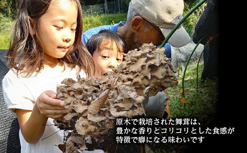 【ふるさと納税】舞茸 岐阜 原木まいたけ1kg 【揖斐川町】 　お届け：2026年10月10日～2026年10月25日まで - 画像3