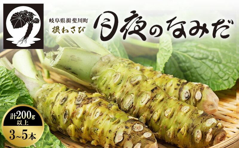 【ふるさと納税】本わさび 月夜のなみだ 3～5本 計200g以上 生わさび わさび 山葵 ワサビ 本ワサビ 生ワサビ 薬味 野菜 新鮮 生 芋 根わさび 本格 刺身 わさび丼 ステーキ 産地直送 産直 DoINAKA 送料無料 岐阜県 揖斐川町 - 画像2