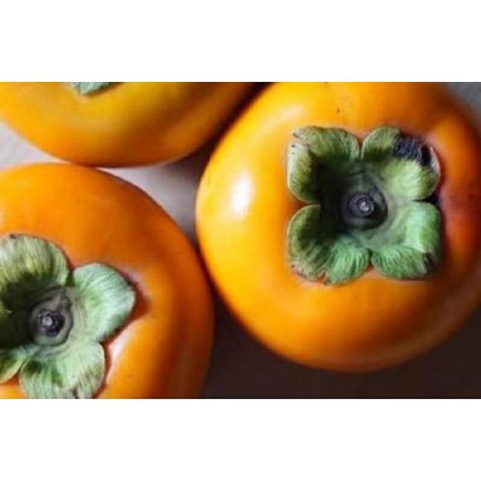 【先行予約：2025年11月下旬～発送】岐阜県大野町産 富有柿　2L 12個入り