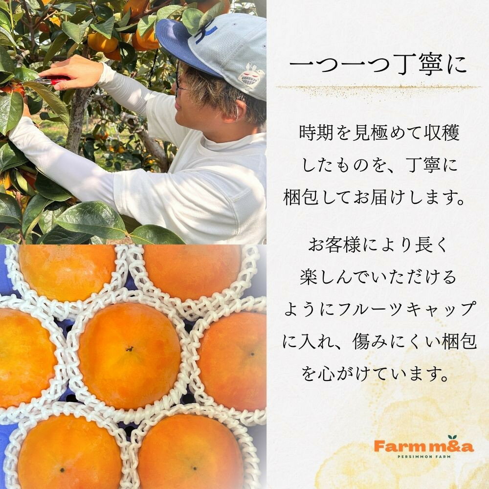 【ふるさと納税】【先行予約】Farm m&aの富有柿 2L×9個 秀品 岐阜県 大野町（2025年11月下旬～発送）農家直送 果物 フルーツ 秋の味覚 柿 かき 富有 ふゆう | 柿 かき カキ 富有柿 岐阜の柿 甘柿 果物 大野町 特産品 人気 おすすめ 送料無料 サムネイル3