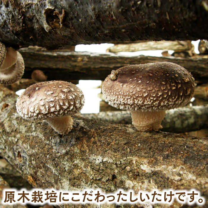 【ふるさと納税】【鍋、料理に！】原木しいたけ 三昧セット 計4袋 約770g / しいたけ きのこ 茸 椎茸 生しいたけ 乾燥しいたけ 国産 原木栽培 無農薬 無栄養剤 乾しいたけ 干し椎茸 干ししいたけ 野菜 肉厚 出汁 鍋 煮物 味噌汁 人気 岐阜 白川町 / 清水しいたけ園[AWAY001] - 画像2