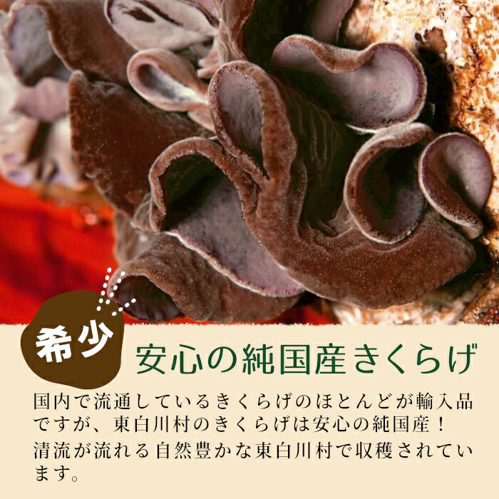 【ふるさと納税】 高評価★4.76 東白川村産 乾燥 スライス きくらげ お試し15g 純国産 きのこ 乾燥きくらげ きくらげ キクラゲ 木耳 希少 高級 ビタミンD 食物繊維 おためし お試し つちのこの村 1000円 1000円ポッキリ 楽天スーパーセール サムネイル2