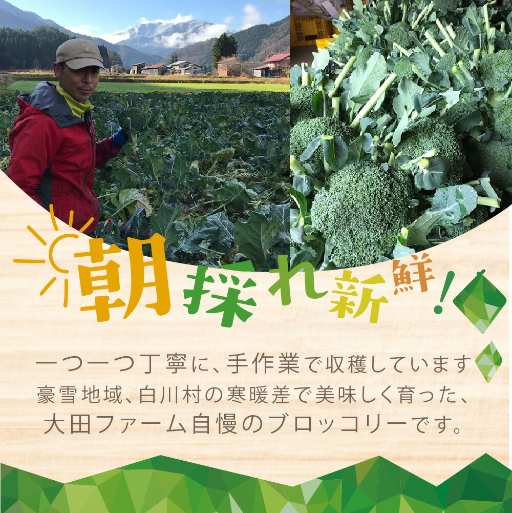 【ふるさと納税】先行予約 R7年産 戸ヶ野ブロッコリー 3〜6株 S~Lサイズ サイズおまかせ のため 訳あり 訳アリ 世界遺産 白川郷 白川村産 野菜 朝採れ 農家直送 ブロッコリー 6000円 大田ファーム 産地直送 新鮮 [S737] サムネイル3