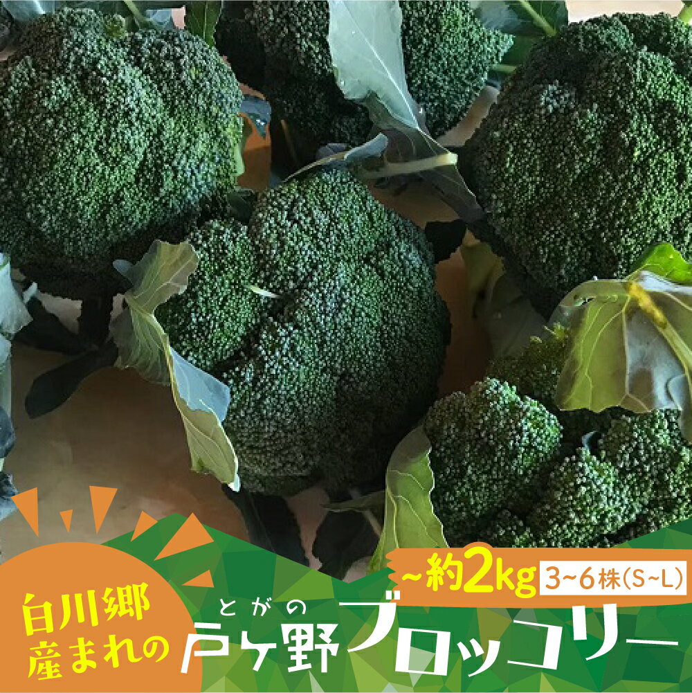 先行予約 R7年産 戸ヶ野ブロッコリー 3〜6株 S~Lサイズ サイズおまかせ のため 訳あり 訳アリ 世界遺産 白川郷 白川村産 野菜 朝採れ 農家直送 ブロッコリー 6000円 大田ファーム 産地直送 新鮮 [S737]