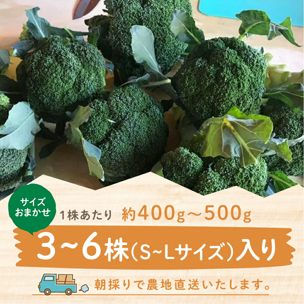 【ふるさと納税】先行予約 R7年産 戸ヶ野ブロッコリー 3〜6株 S~Lサイズ サイズおまかせ のため 訳あり 訳アリ 世界遺産 白川郷 白川村産 野菜 朝採れ 農家直送 ブロッコリー 6000円 大田ファーム 産地直送 新鮮 [S737] サムネイル2