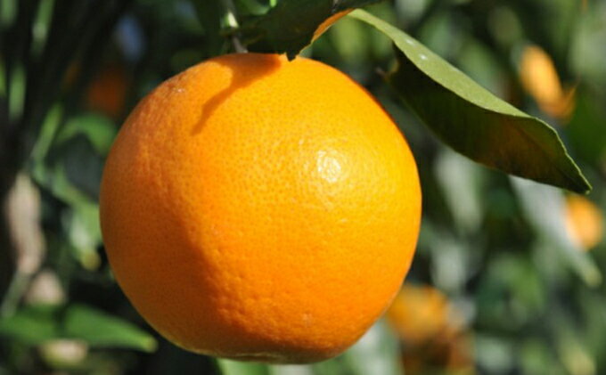 【ふるさと納税】【2026年2月上旬より順次発送】プチ、サク、ジューシー！清水のはるみ 5kg 【配送不可：離島】◆ | 果物類・柑橘類・フルーツ・みかん サムネイル3