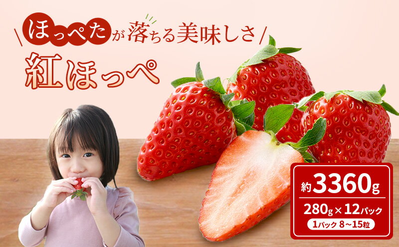 【ふるさと納税】いちご ほっぺたが落ちる 紅ほっぺ 12パック 果物 イチゴ 苺 国産 ギフト 贈答品 お祝い プレゼント フルーツ くだもの◆ サムネイル2