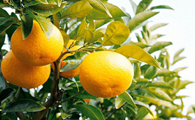 【ふるさと納税】【2026年3月中旬より順次発送】駿河湾の太陽をサンサンと浴びたスルガエレガント！【配送不可：離島】◆ | 果物類・フルーツ・みかん・柑橘類 柑橘類 フルーツ 果物 静岡 スルガエレガント 駿河湾 太陽 サンサン 農業協同組合 サムネイル3