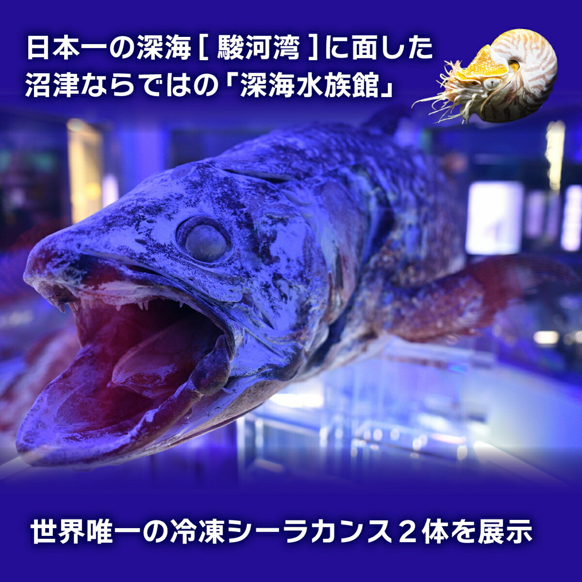 【ふるさと納税】 深海水族館 ペア チケット 2名 沼津港 シーラカンス ミュージアム 海 体験 プレゼント 贈答 ギフト カップル 家族 ファミリー 親子 観光 旅行 静岡県 沼津市 サムネイル3