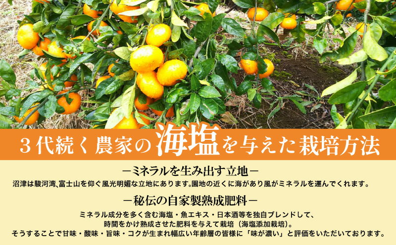【ふるさと納税】 寿太郎みかん 訳あり 予約 1月下旬発送 計 3kg ? 5kg 蜜柑 柑橘 オレンジ 果物 フルーツ 海塩栽培 ビタミンC 国産 ジューシー 甘い 冬 贈答用 ギフト 家族 おやつ デザート 産地直送 みかんジュース 旬 健康 美容 沼津市 静岡県 サムネイル3