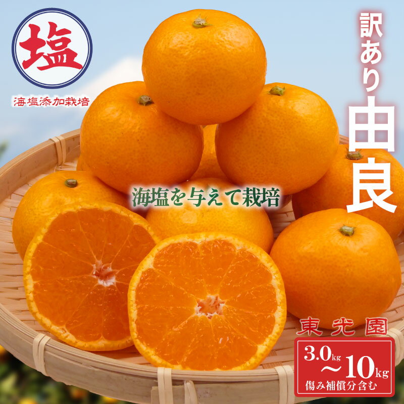 由良 みかん 海塩 を与えて栽培 予約受付 10月中旬 順次発送 訳あり みかん 由良 選べる 容量 計 3kg ? 10kg 傷み補償分 200g ? 400g 含む 蜜柑 柑橘 オレンジ 果物 フルーツ 沼津市 静岡県