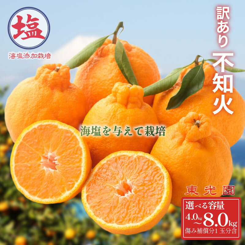 海塩 を与えて栽培した 不知火 予約受付 3月上中旬 順次発送 訳あり 計 4kg ~ 8kg 傷み補償分 1玉分 約300g 含む 西浦 みかん ミカン 蜜柑 しらぬい 柑橘 果物 フルーツ 沼津市 静岡県