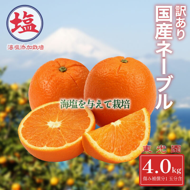 海塩を与えて栽培した 国産 ネーブル 予約受付 2月中下旬 順次発送 訳あり ネーブルオレンジ 計 4kg 傷み補償分 1玉分 300g含む 西浦みかん 蜜柑 柑橘 オレンジ 果物 フルーツ 沼津市 静岡県