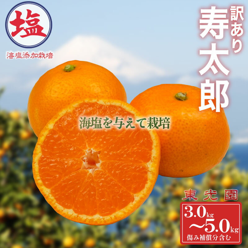 寿太郎みかん 訳あり 予約 1月下旬発送 計 3kg ? 5kg 蜜柑 柑橘 オレンジ 果物 フルーツ 海塩栽培 ビタミンC 国産 ジューシー 甘い 冬 贈答用 ギフト 家族 おやつ デザート 産地直送 みかんジュース 旬 健康 美容 沼津市 静岡県