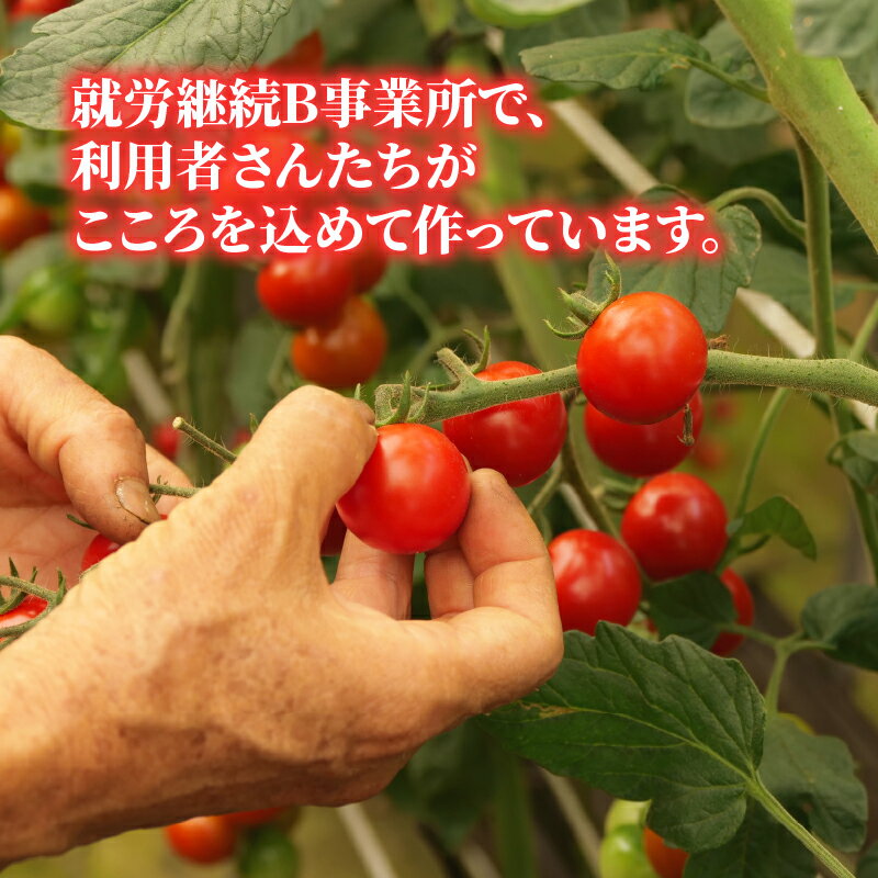 【ふるさと納税】 トマト プチ プチトマト ミニトマト 新鮮 摘みたて 就労支援 こころみファーム こころ味トマト - 画像3