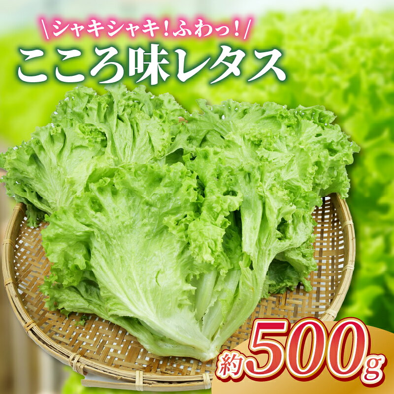 野菜 レタス こころ味レタス 約 500g リーフレタス 新鮮 摘みたて 就労支援 こころみファーム 産地直送 産直 静岡県 沼津市