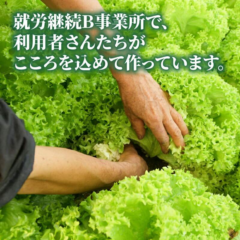 【ふるさと納税】 野菜 レタス こころ味レタス 約 500g リーフレタス 新鮮 摘みたて 就労支援 こころみファーム 産地直送 産直 静岡県 沼津市 - 画像3
