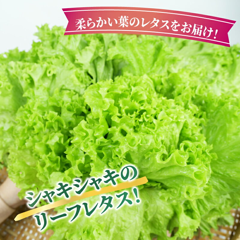 【ふるさと納税】 野菜 レタス こころ味レタス 約 500g リーフレタス 新鮮 摘みたて 就労支援 こころみファーム 産地直送 産直 静岡県 沼津市 - 画像2