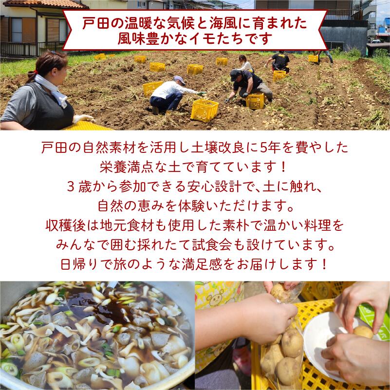 【ふるさと納税】 さつまいも堀り 採れたて 試食会 実季楽農園 戸田 親子 子ども 収穫体験 芋掘り イベント 農業体験 食育 秋の味覚 家族で楽しむ 季節限定 自然体験 おいしい さつまいも いも 芋 体験 観光 アクティビティ 静岡県 沼津市 サムネイル2