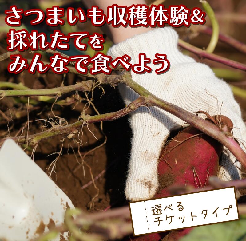 さつまいも堀り 採れたて 試食会 実季楽農園 戸田 親子 子ども 収穫体験 芋掘り イベント 農業体験 食育 秋の味覚 家族で楽しむ 季節限定 自然体験 おいしい さつまいも いも 芋 体験 観光 アクティビティ 静岡県 沼津市