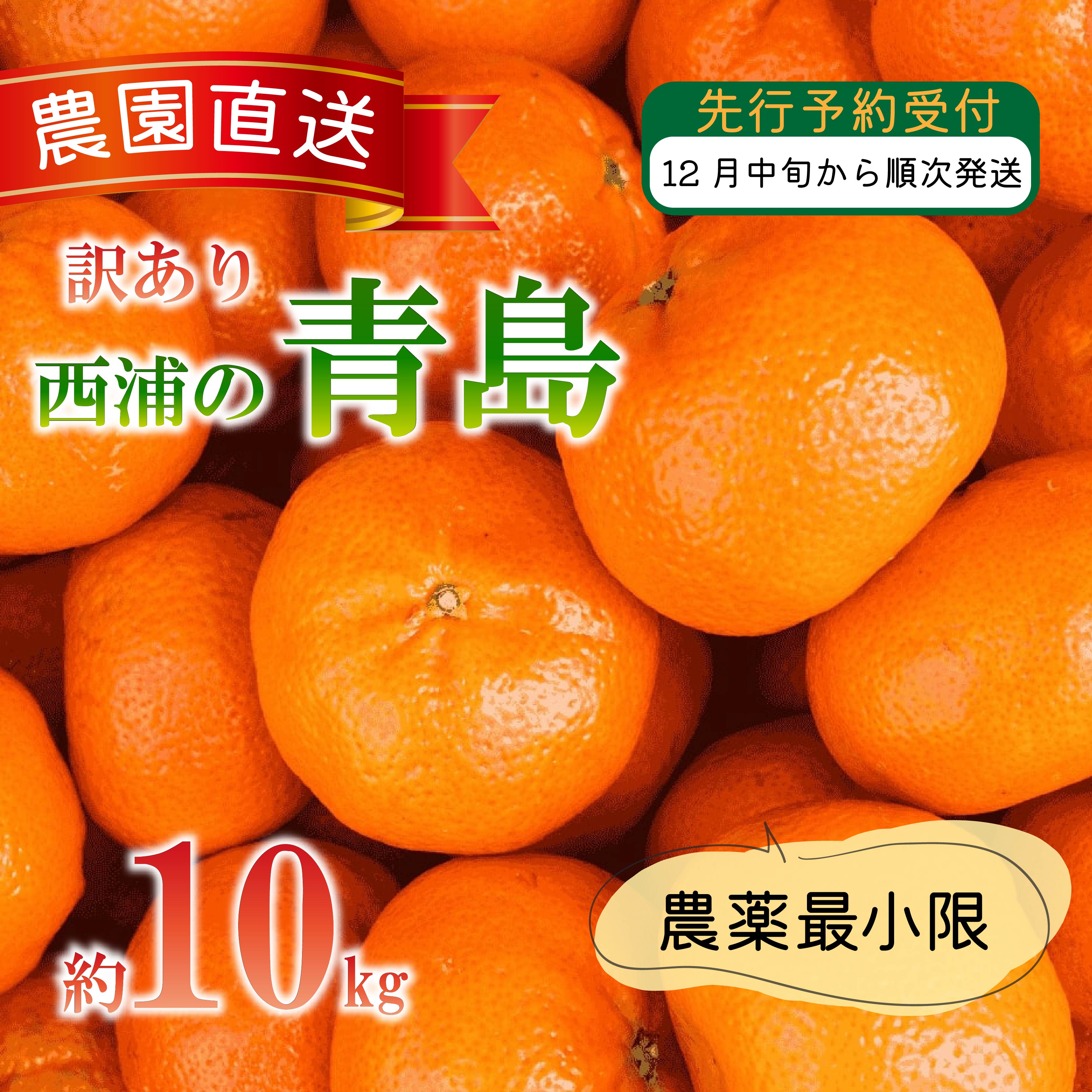 訳あり みかん 青島 10kg 西浦 蜜柑 柑橘 オレンジ 木負観光みかん園 数量限定 果物 フルーツ 国産 ミカン 甘い 贈答用 贈り物 ギフト 旬 季節 冬 果汁 ビタミンC 産地直送 新鮮 家庭用 沼津市 静岡県
