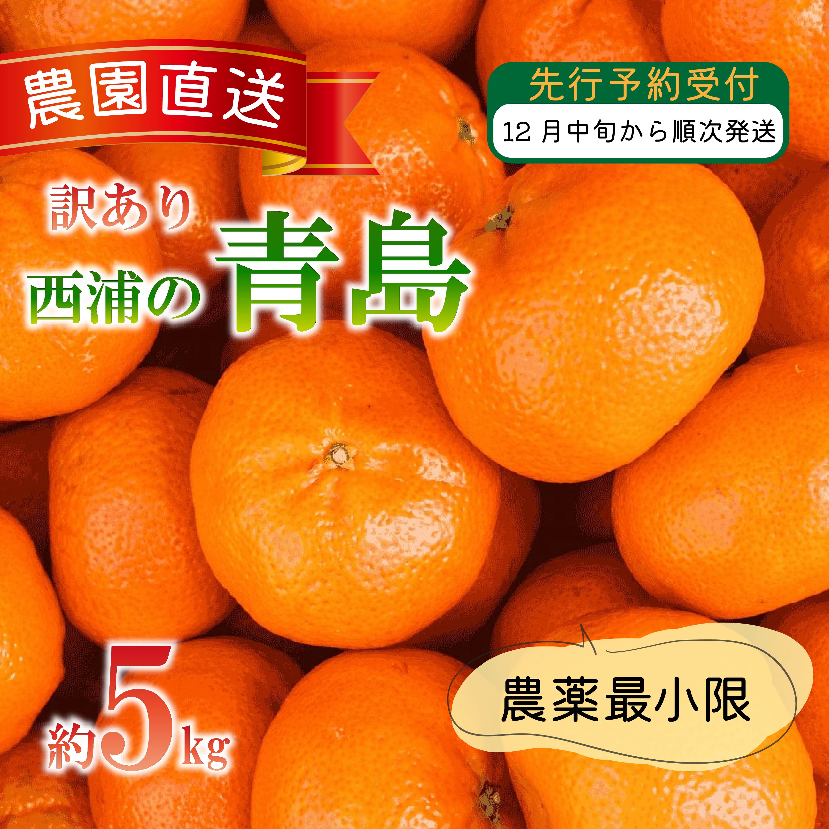 訳あり みかん 青島 5kg 西浦 蜜柑 柑橘 オレンジ 木負観光みかん園 数量限定 果物 フルーツ 国産 ミカン 甘い 新鮮 旬 贈り物 ギフト 産地直送 冬 ビタミンC 特産品 果汁 柑橘類 沼津市 静岡県