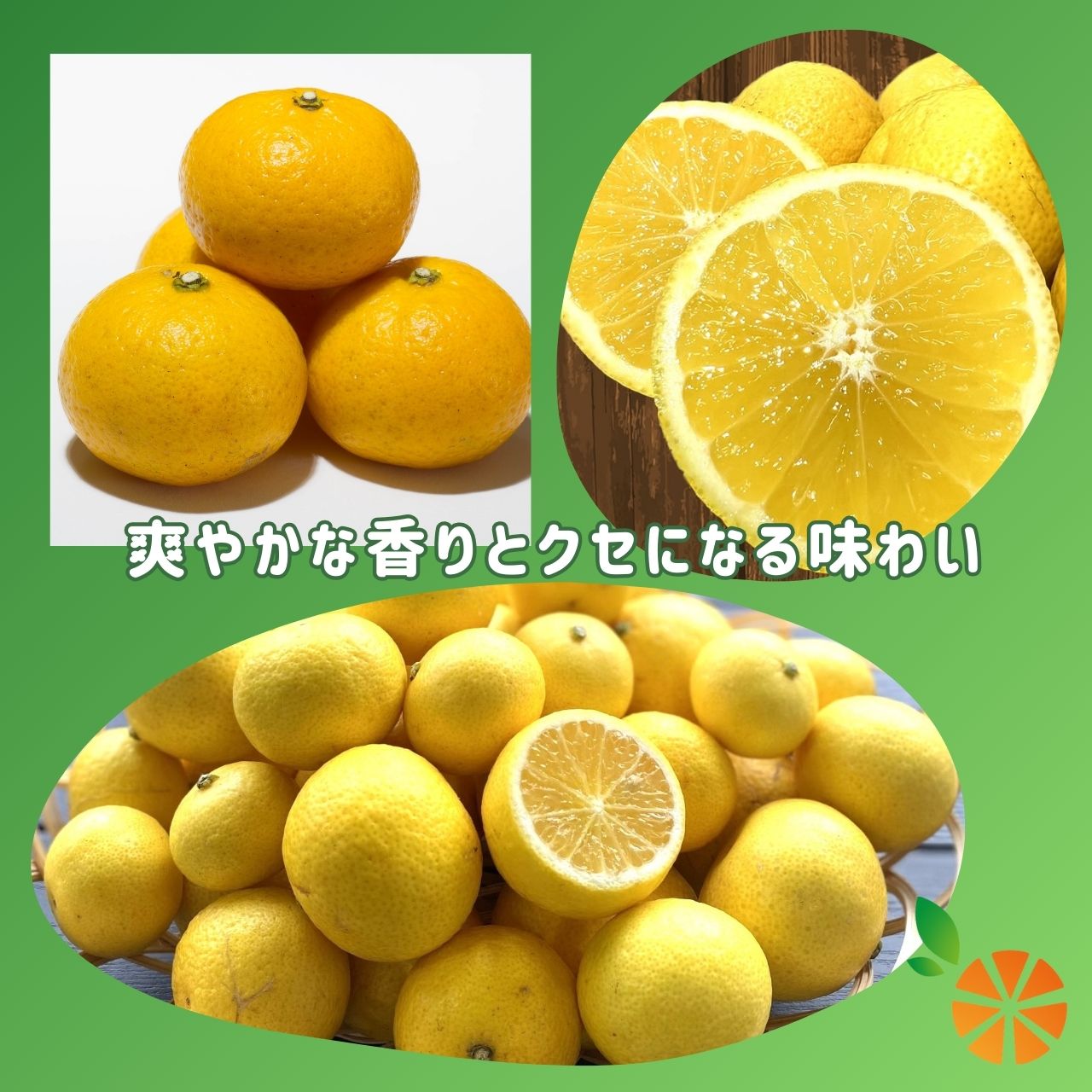 【ふるさと納税】 訳あり みかん 黄金柑 3kg 西浦 蜜柑 柑橘 オレンジ 減農薬 木負観光みかん園 ミカン 果物 フルーツ 国産 甘い 濃厚 ジューシー 柑橘類 贈答用 ギフト 家庭用 産地直送 冬 旬 ビタミンC 沼津市 静岡県 サムネイル2