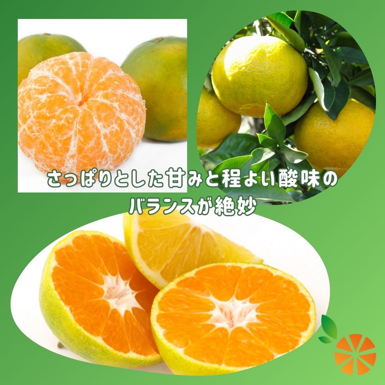 【ふるさと納税】 訳あり みかん 極早生 3kg 西浦 蜜柑 柑橘 オレンジ ミカン 数量限定 果物 フルーツ 国産 旬 甘い 贈答用 家庭用 ジュース 生食 秋 冬 季節 特産品 農産物 産地直送 新鮮 果汁 健康 おやつ デザート 沼津市 静岡県 サムネイル2