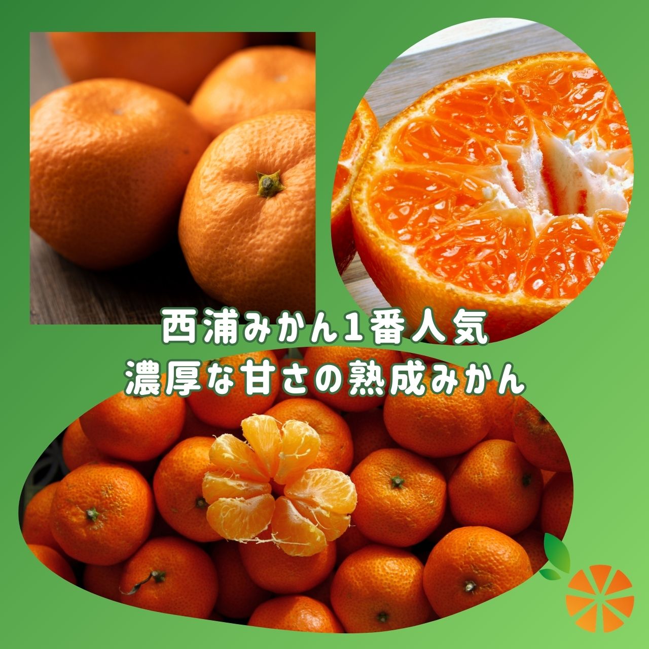 【ふるさと納税】 訳あり みかん 寿太郎 5kg 西浦 蜜柑 柑橘 オレンジ 減農薬 木負観光みかん園 果物 フルーツ 贈答用 ギフト 贈り物 家庭用 国産 ミカン 小粒 甘い 酸っぱい 旬 季節 冬 沼津市 静岡県 サムネイル2