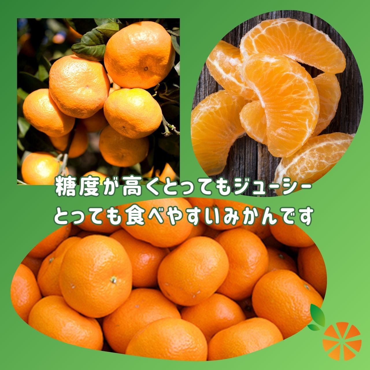 【ふるさと納税】 訳あり みかん 青島 5kg 西浦 蜜柑 柑橘 オレンジ 木負観光みかん園 数量限定 果物 フルーツ 国産 ミカン 甘い 新鮮 旬 贈り物 ギフト 産地直送 冬 ビタミンC 特産品 果汁 柑橘類 沼津市 静岡県 サムネイル2