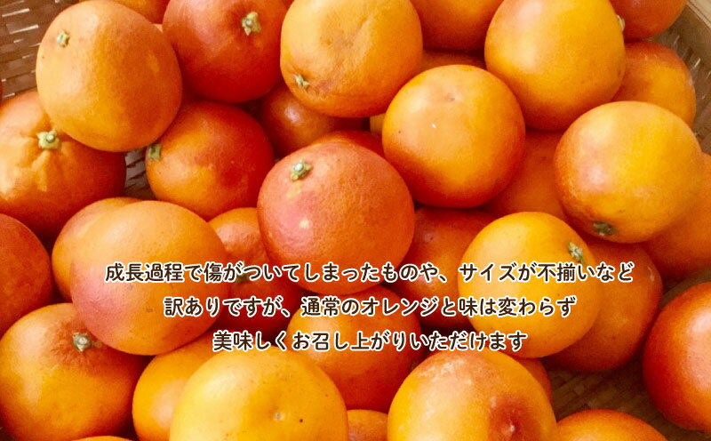 【ふるさと納税】 訳あり 西浦 国産 ブラッドオレンジ 5kg 柑橘 果物 フルーツ 贈答品 ギフト 季節限定 特産品 みかん 果汁 デザート 産地直送 農家直送 みかん園 木負観光みかん園 沼津市 静岡県 サムネイル2