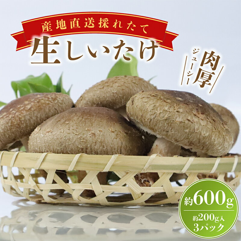 大きな生椎茸 600g しいたけ きのこ 山菜 椎茸 シイタケ 食べ応え 惣菜 出汁 菌床栽培 国産 新鮮 ビタミンD 料理 鍋 炒め物 煮物 和食 中華 パスタ グルメ 贈り物 産地直送 三島市 静岡県