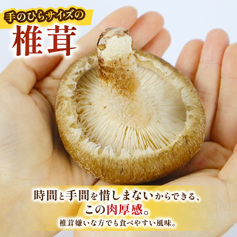 【ふるさと納税】 大きな生椎茸 600g しいたけ きのこ 山菜 椎茸 シイタケ 食べ応え 惣菜 出汁 菌床栽培 国産 新鮮 ビタミンD 料理 鍋 炒め物 煮物 和食 中華 パスタ グルメ 贈り物 産地直送 三島市 静岡県 - 画像2